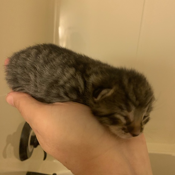 Meet your Posher, Lori - Picture 1 of 1